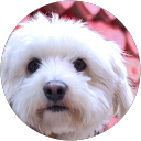 石橋安徳 石橋安徳